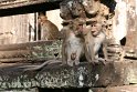 Day 12 - Cambodia - Angkor Wat 245
